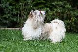 SHIH TZU 224